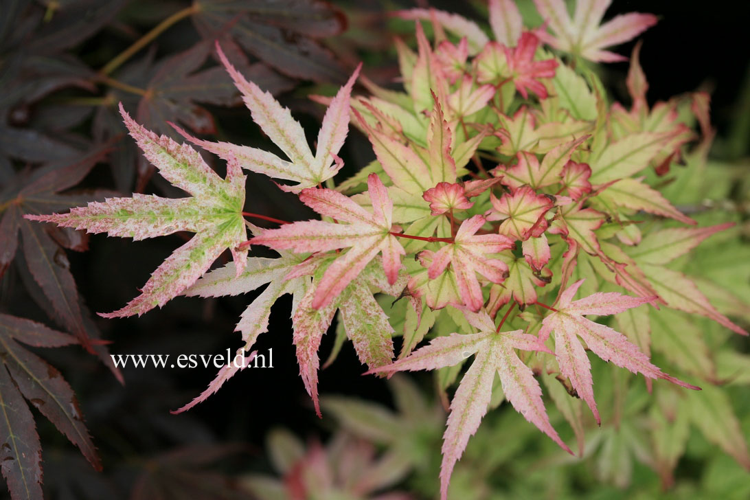 Acer palmatum 'Beni otome'