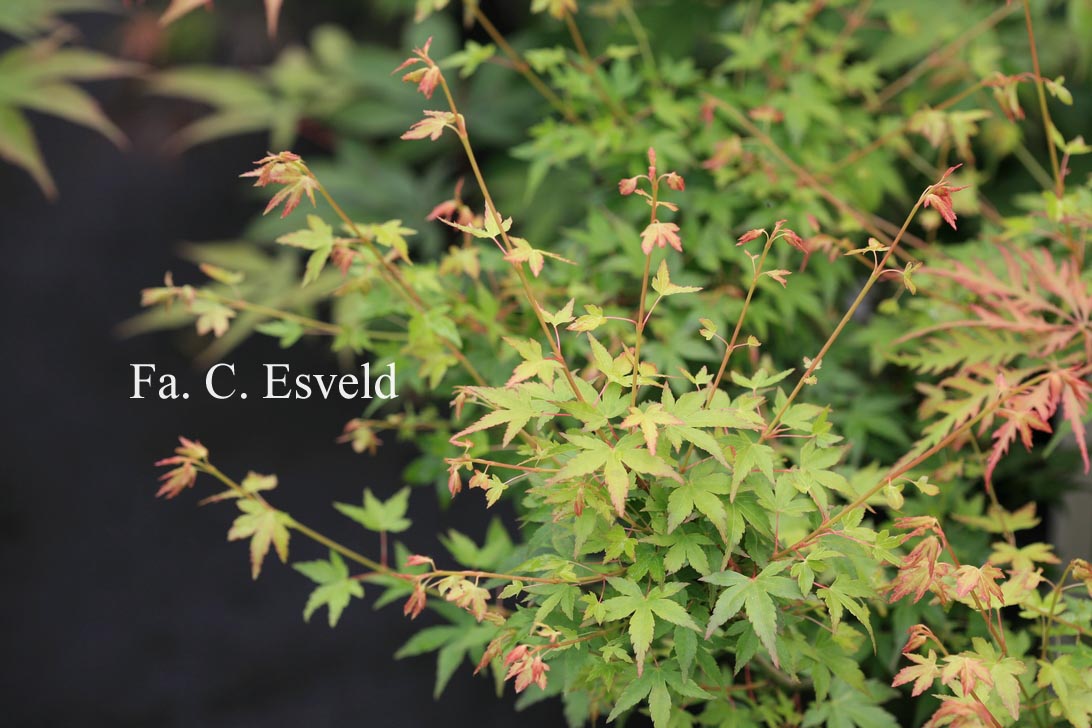 Acer palmatum 'Saiho'