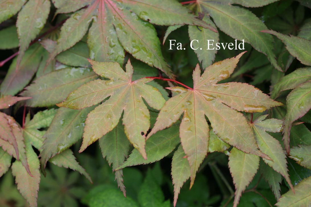 Acer palmatum 'Amber Ghost'