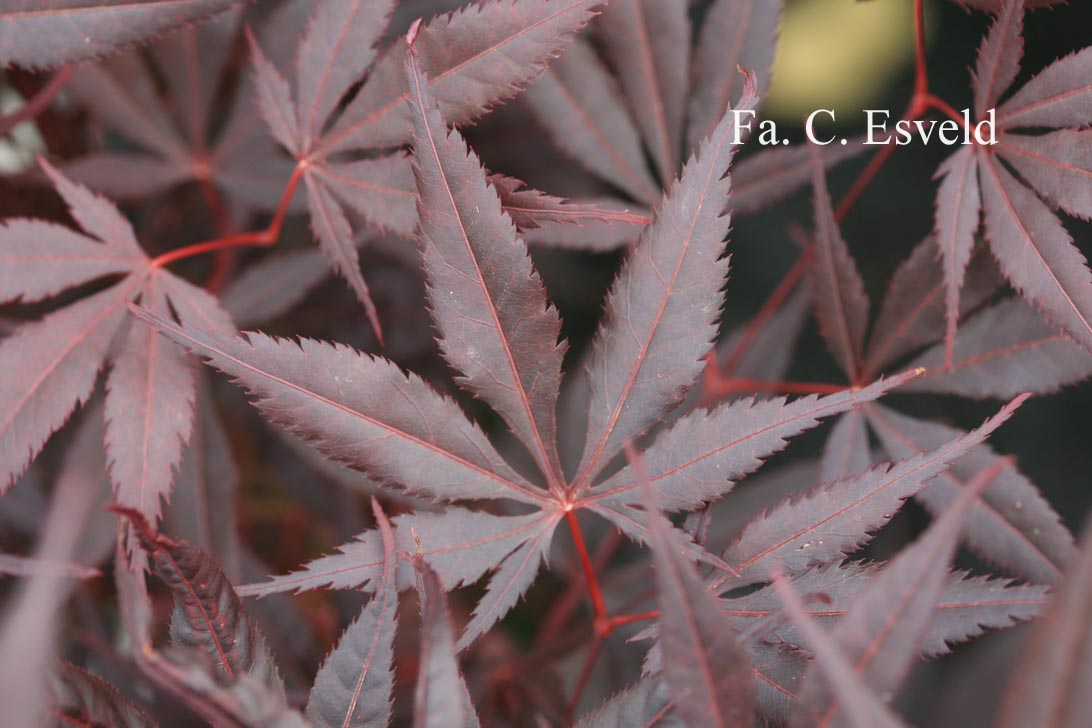 Acer palmatum 'Beni goromo'