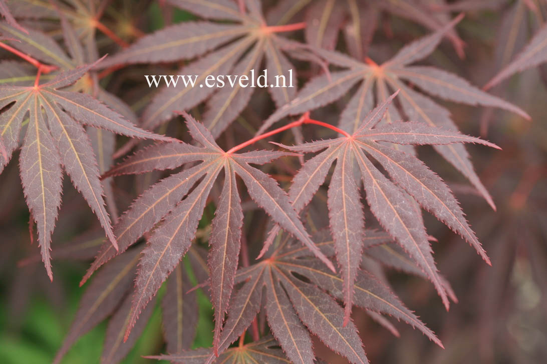 Acer palmatum 'Kegon'