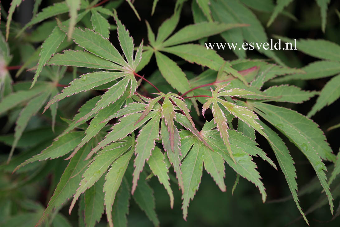 Acer palmatum 'Wakehurst Pink'