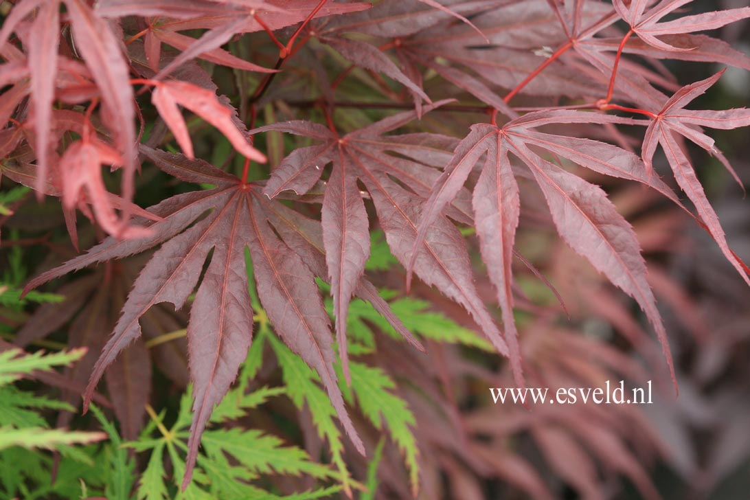 Acer palmatum 'Peve Dave'