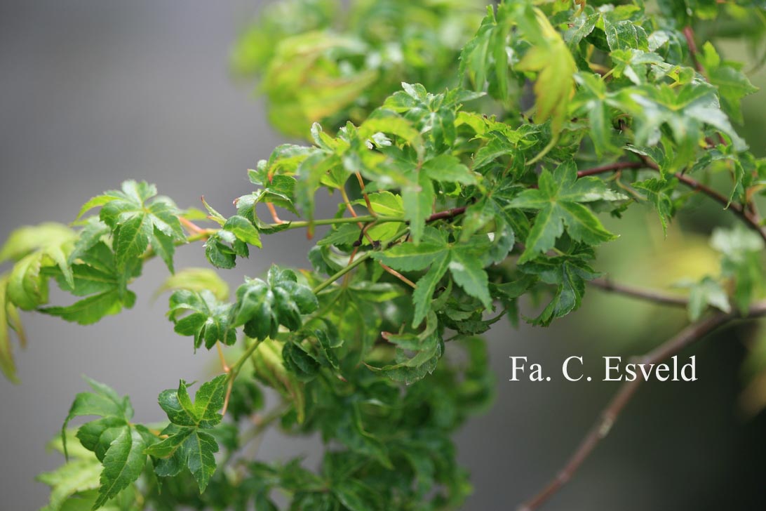 Acer palmatum 'Chiyo hime'