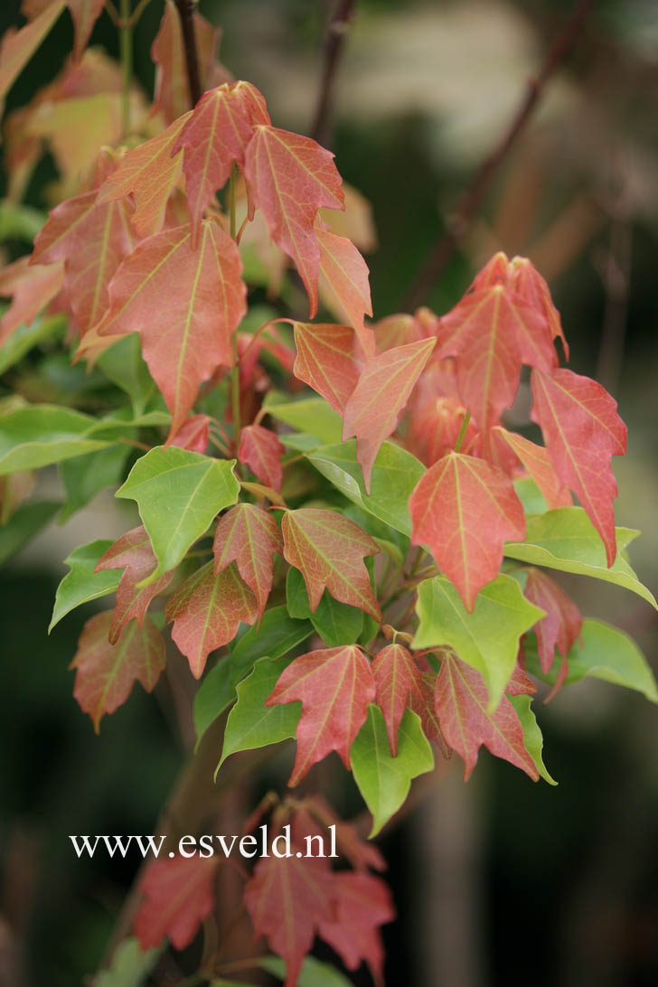 Acer buergerianum 'Nokoribo'