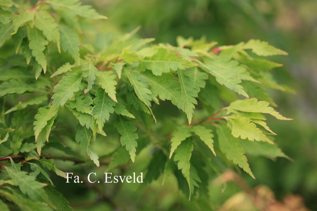 Acer palmatum 'Hiroha koshimino'