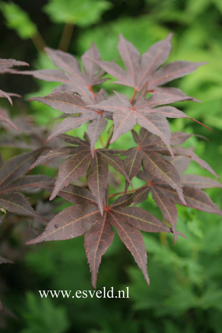 Acer palmatum 'Boskoop Glory'