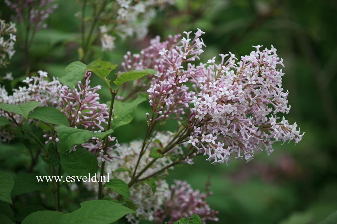 Syringa villosa 'Bretschneideri'