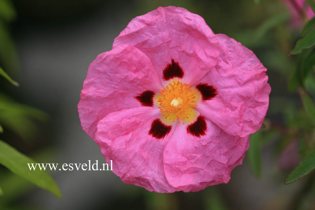 Cistus x purpureus