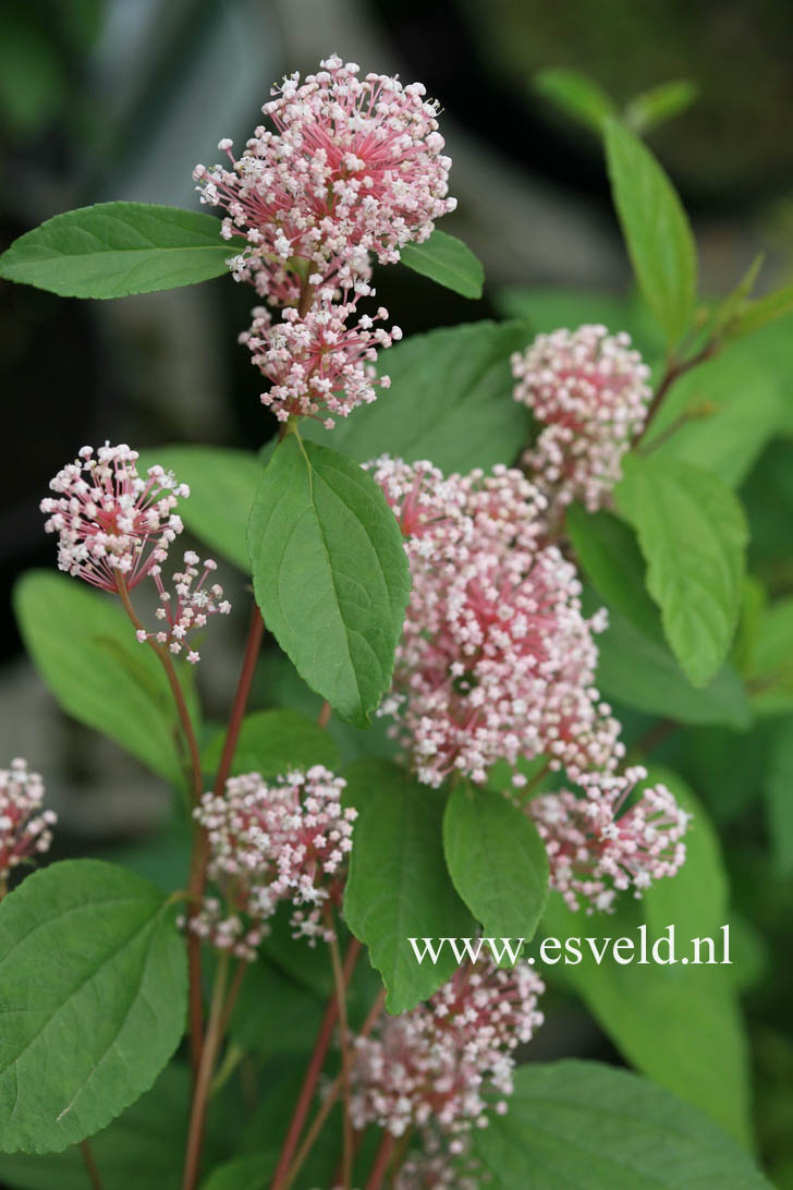 Ceanothus pallidus 'Marie Simon'