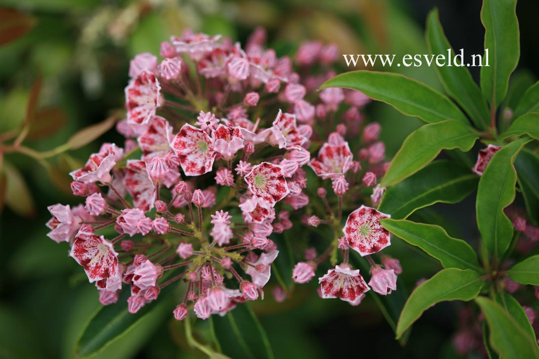 Kalmia latifolia 'Pinwheel'