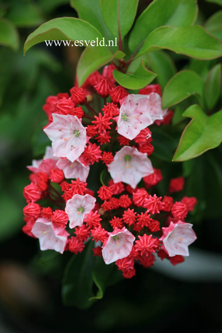 Kalmia latifolia 'Raspberry Glow'