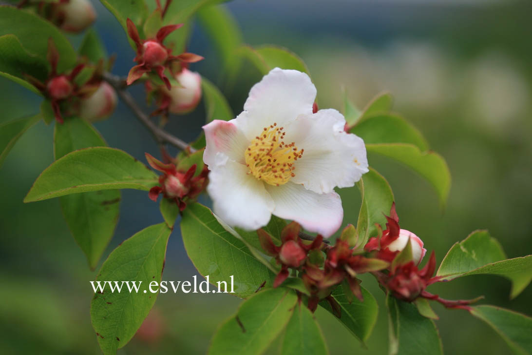 Stewartia gemmata