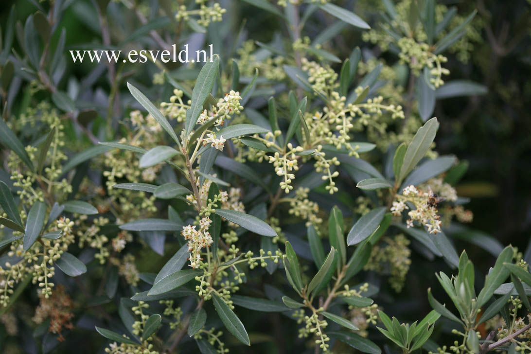 Olea europaea