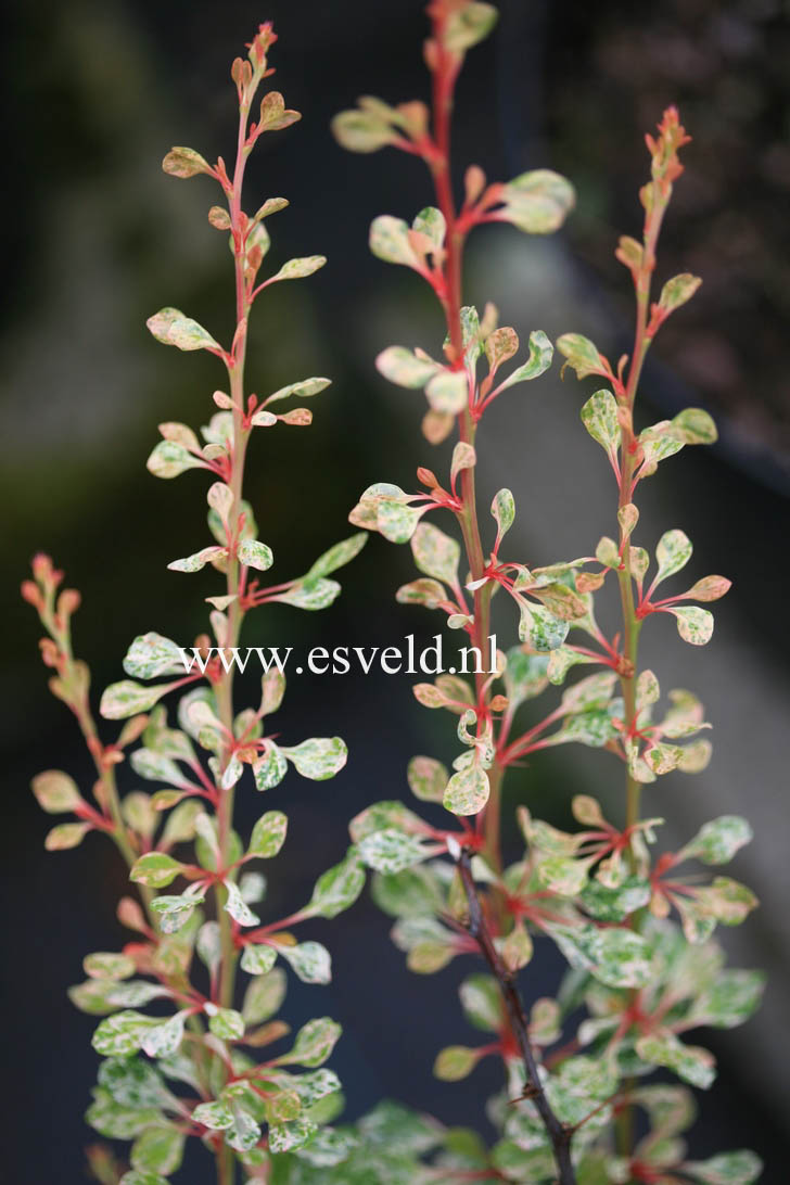 Berberis thunbergii 'Starburst'