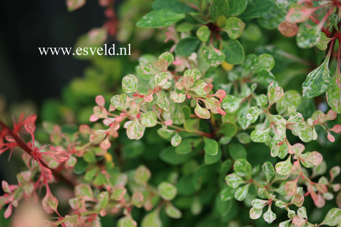 Berberis thunbergii 'Starburst'