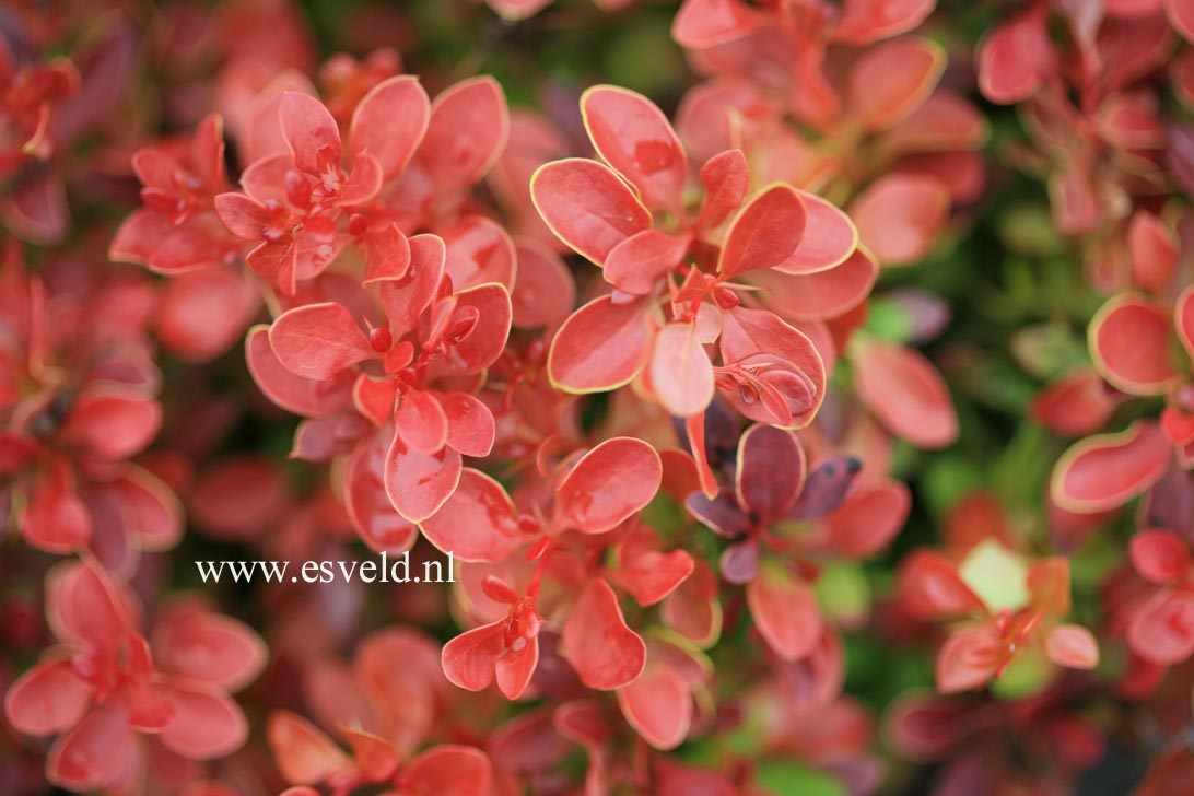 Berberis thunbergii 'Admiration'