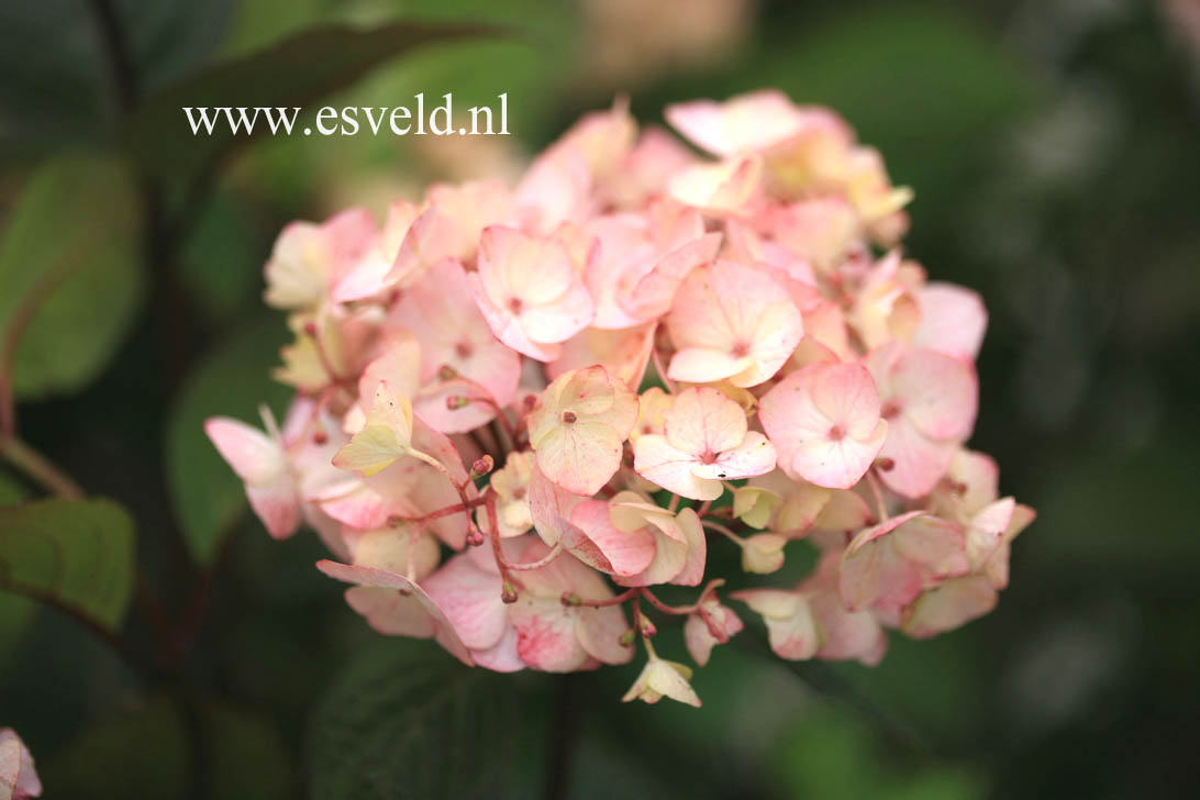 Hydrangea serrata 'Preziosa'