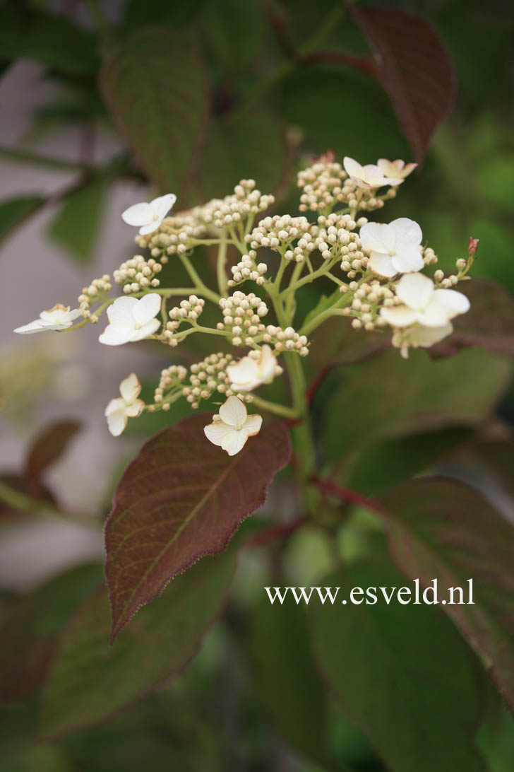 Hydrangea heteromalla 'Snowcap'