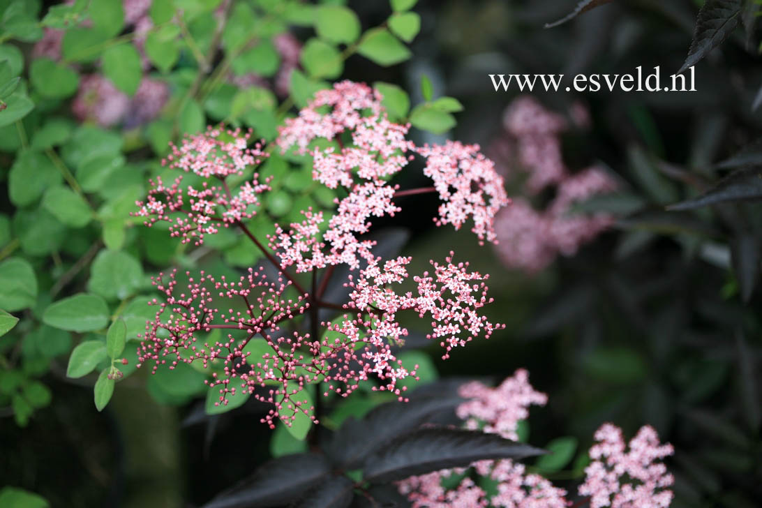 Sambucus nigra 'Gerda' (BLACK BEAUTY)