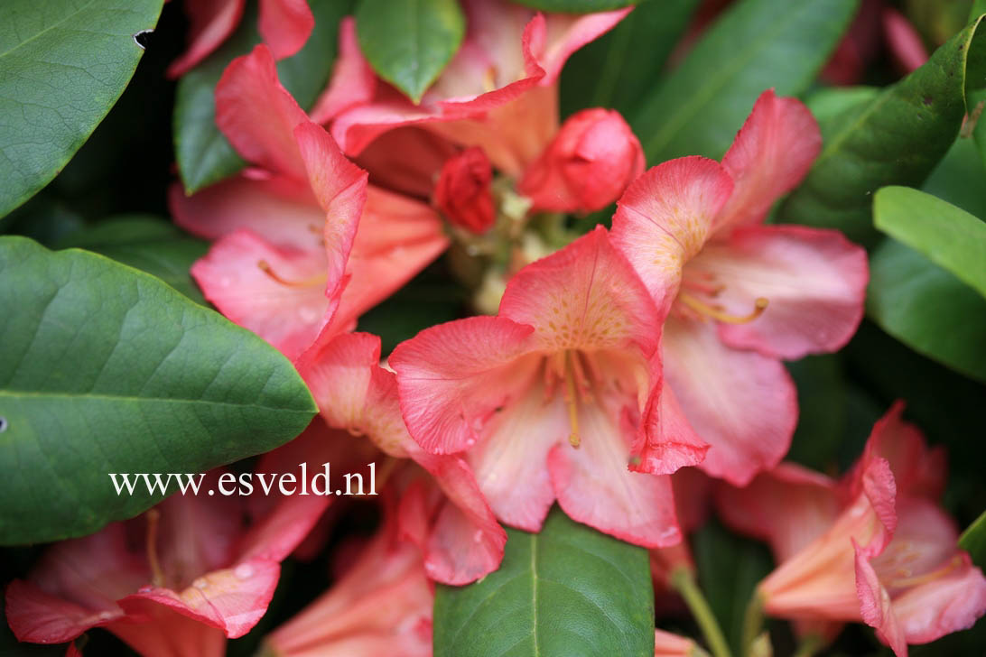 Rhododendron 'Balalaika'