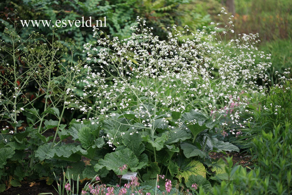 Crambe cordifolia