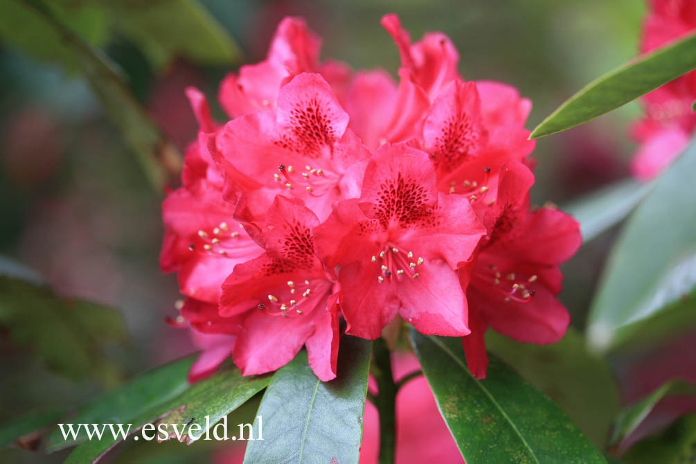 Rhododendron 'Nova Zembla'