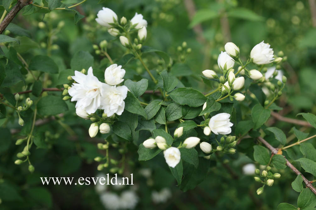 Philadelphus 'Schneesturm'