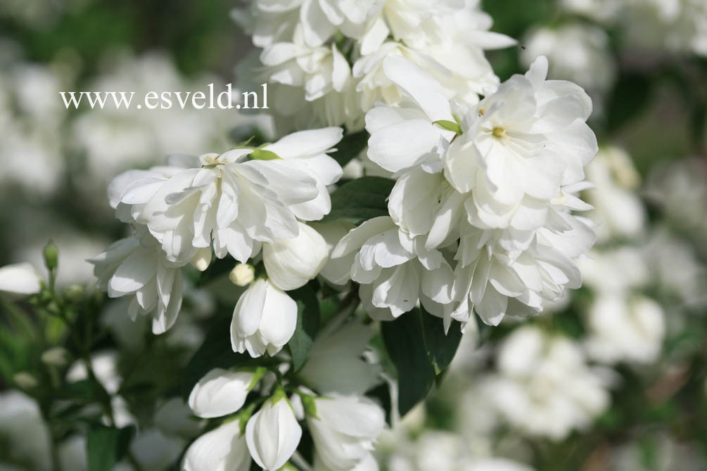 Philadelphus 'Snowbelle'