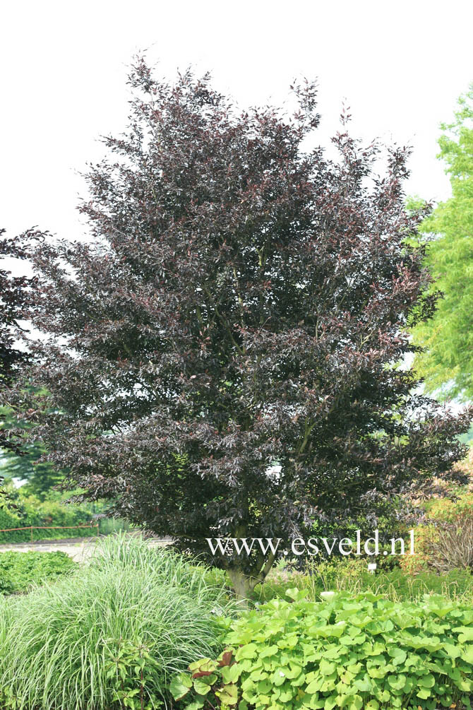 Fagus sylvatica 'Rohanii'