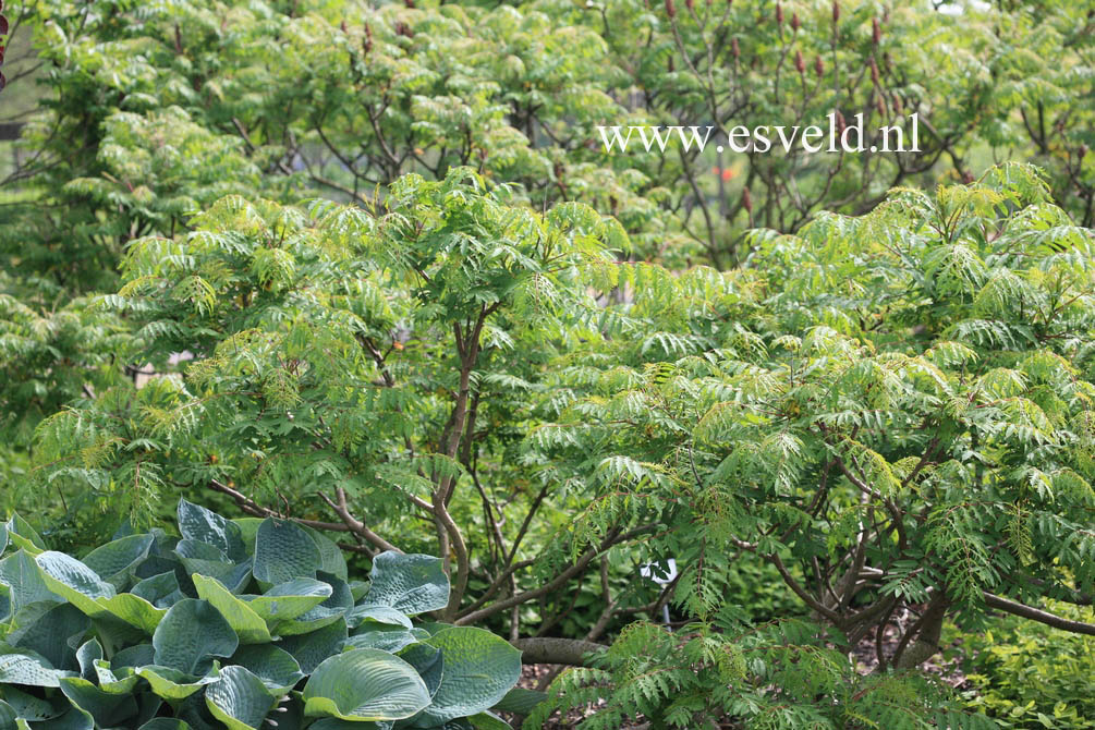 Rhus glabra 'Laciniata'