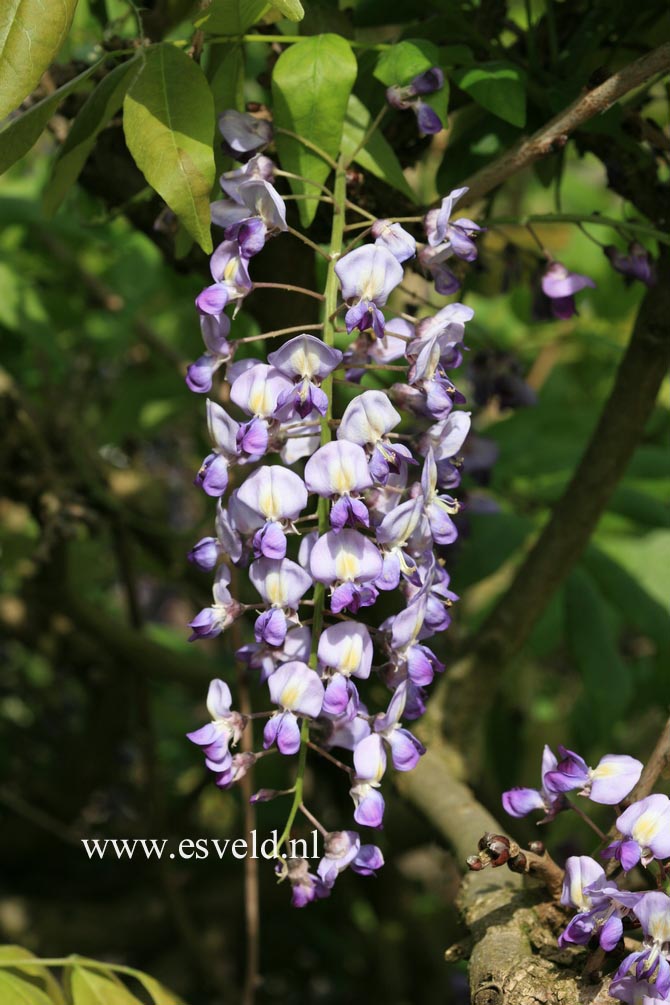 Wisteria floribunda 'Domino' (Issai)