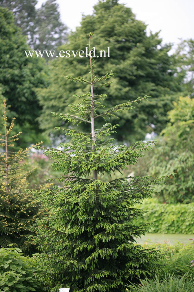 Picea orientalis 'Atrovirens'
