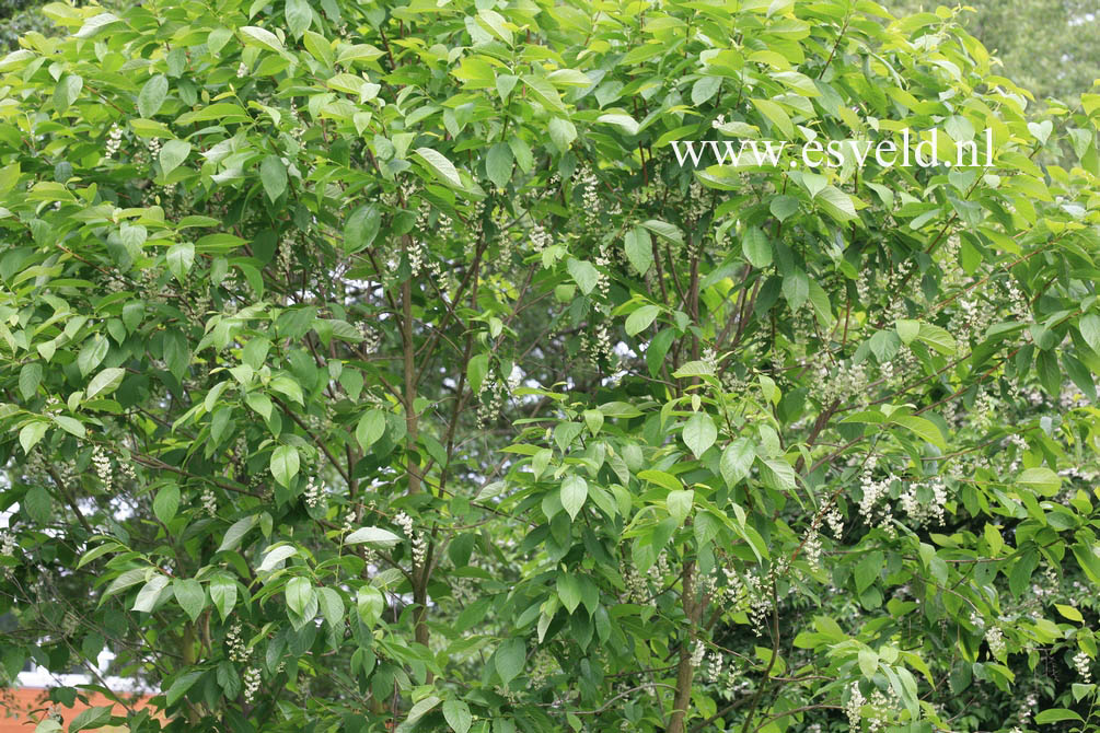 Styrax japonicus