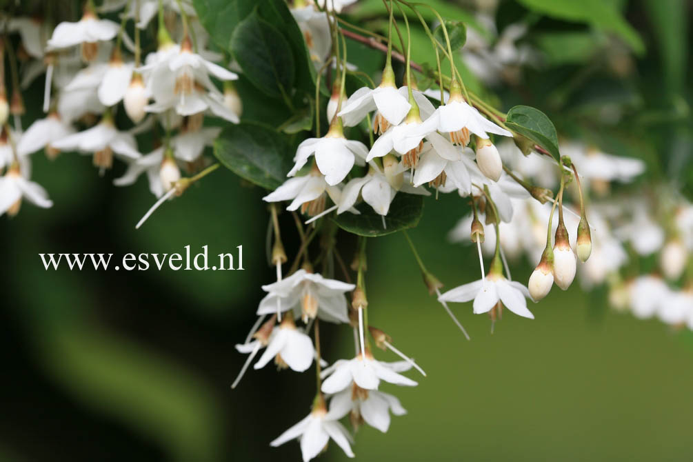 Styrax japonicus