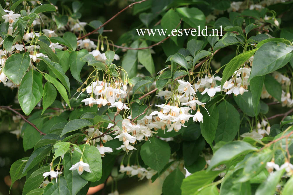 Styrax japonicus