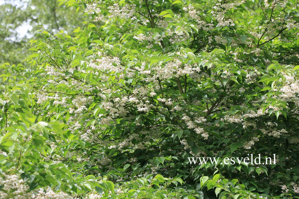 Styrax japonicus