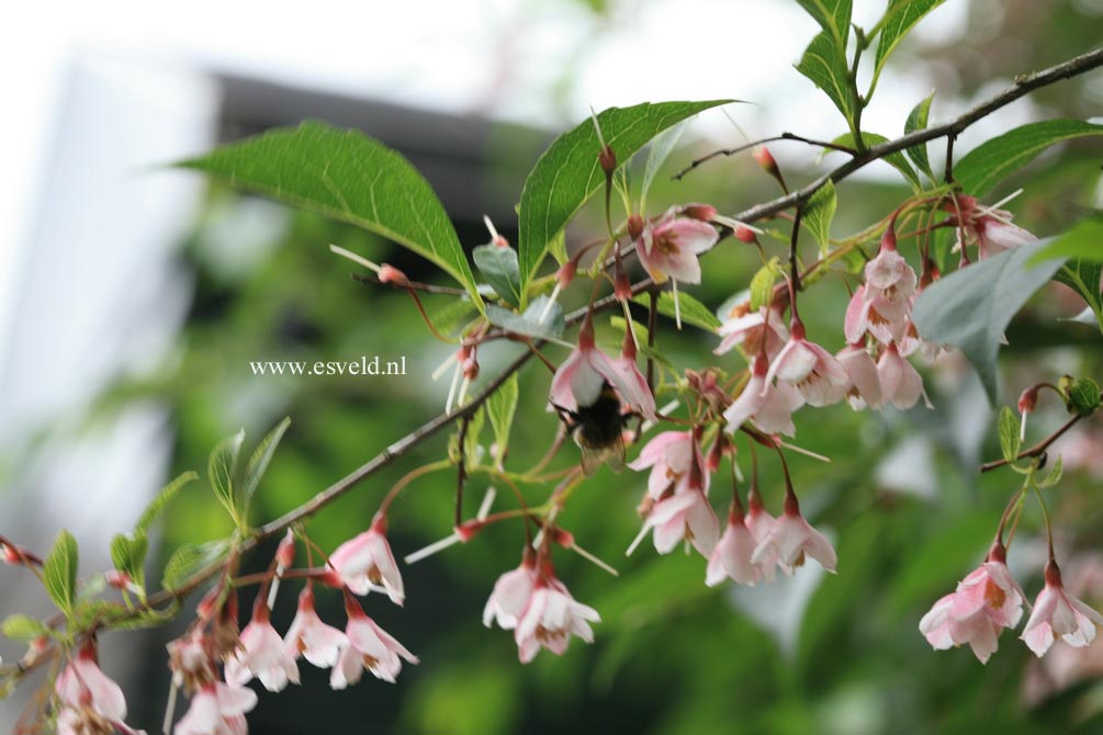 Styrax japonicus 'Pink Chimes'