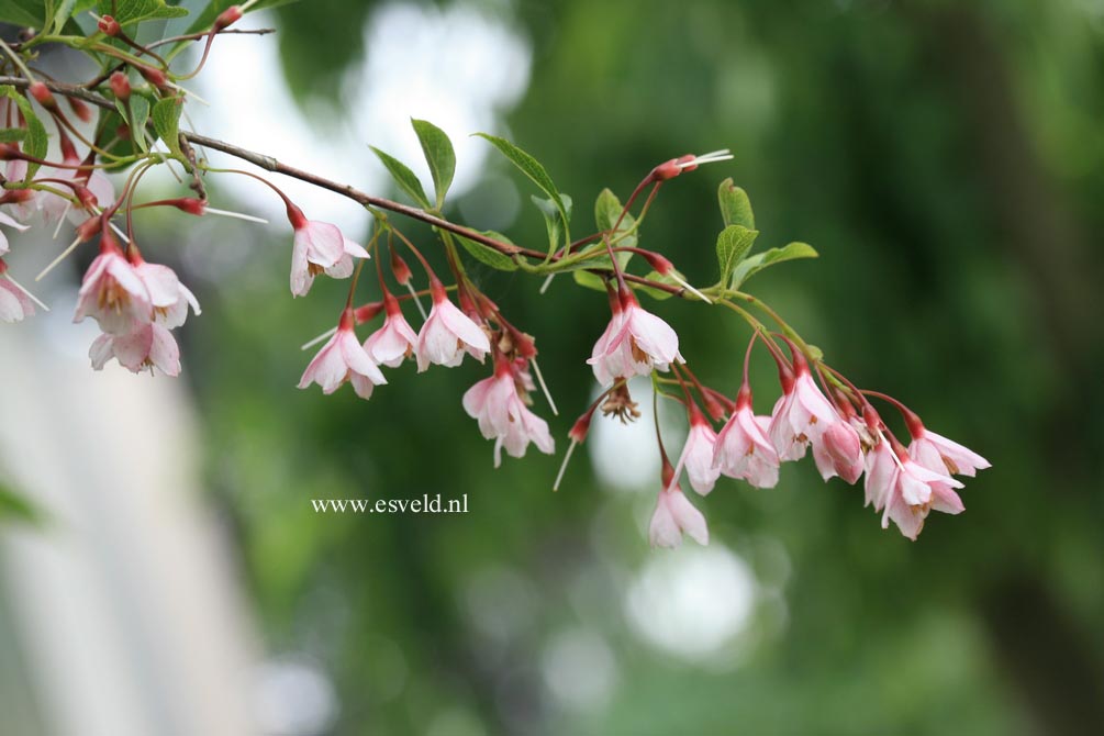 Styrax japonicus 'Pink Chimes'