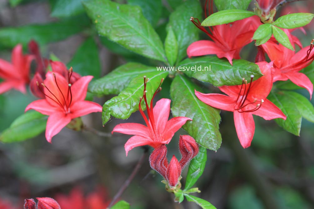 Rhododendron cumberlandense