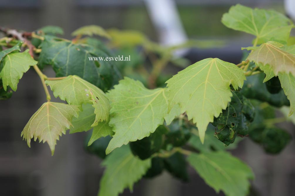 Tilia amurensis