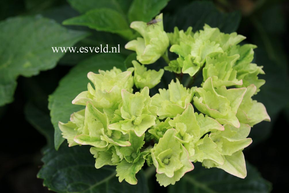 Hydrangea macrophylla 'Sturdy Hami'