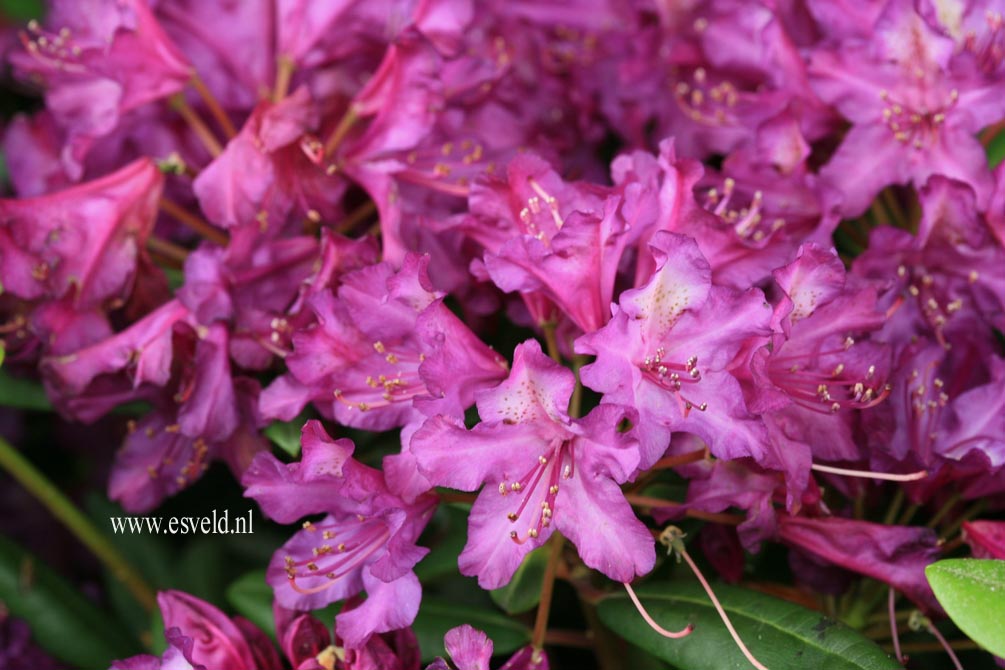 Rhododendron 'Tonika'