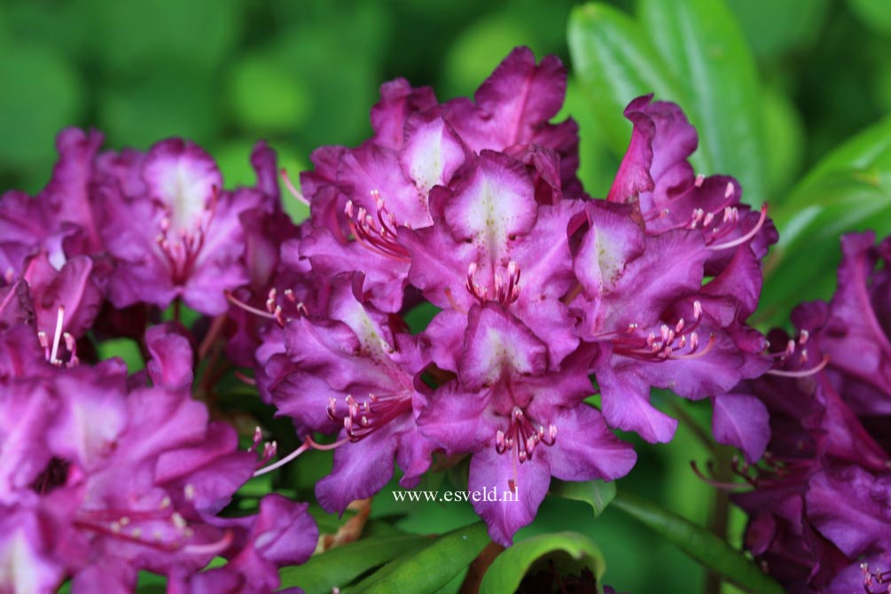 Rhododendron 'Tonika'