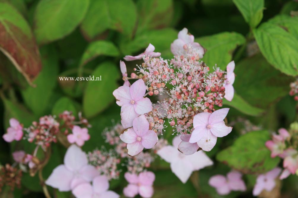 Hydrangea serrata 'Thunbergii'