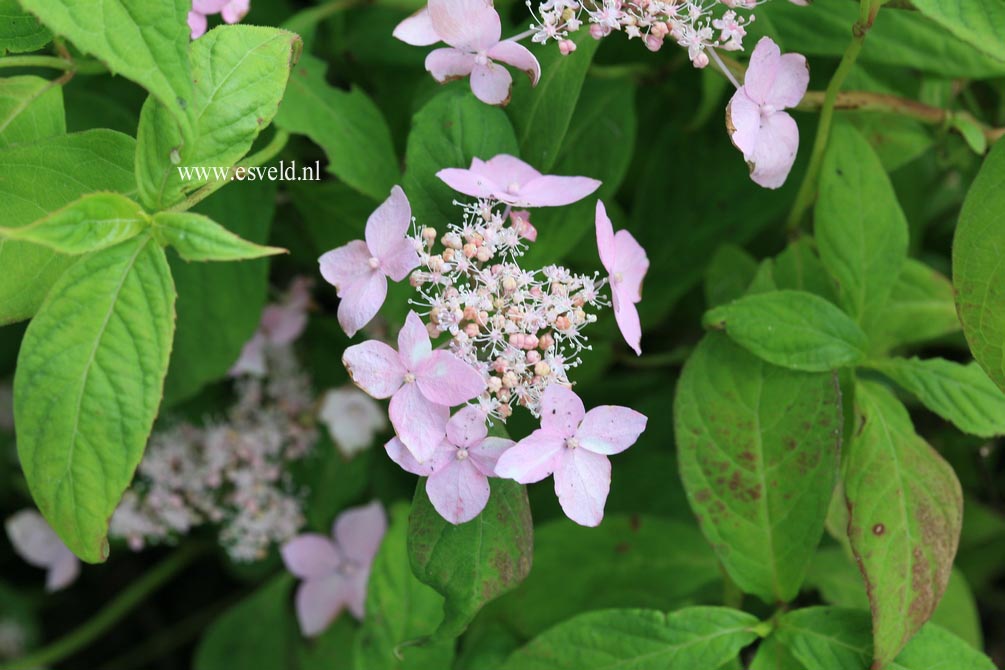 Hydrangea serrata 'Thunbergii'