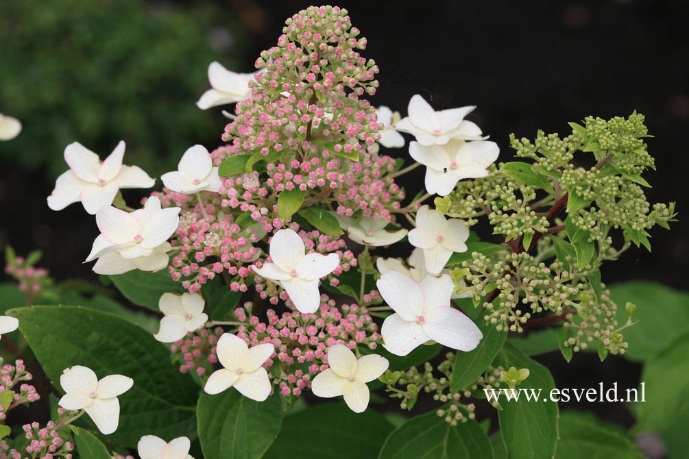 Hydrangea paniculata 'Last Post'