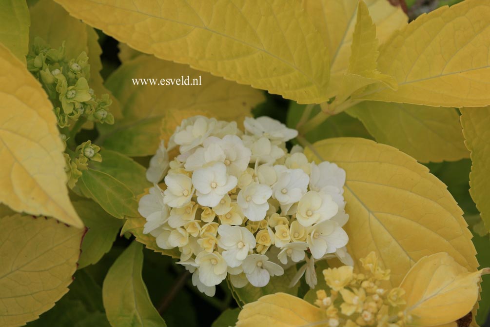 Hydrangea macrophylla 'Jofloma'