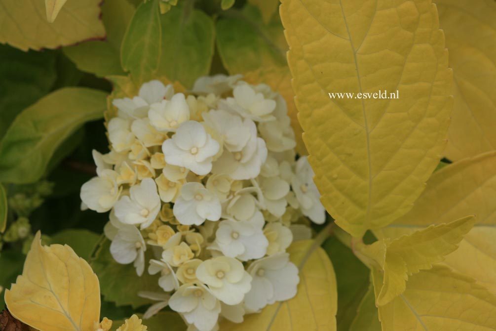 Hydrangea macrophylla 'Jofloma'