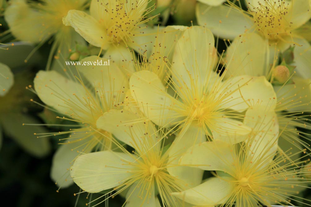 Hypericum olympicum 'Citrinum'